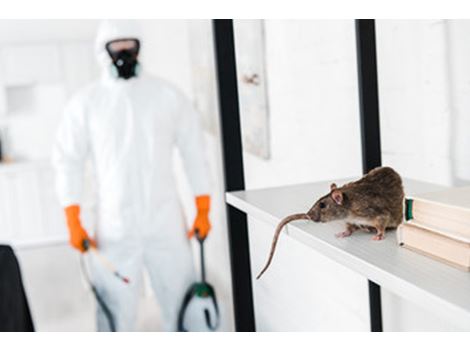 Dedetização de Ratos na Pedreira