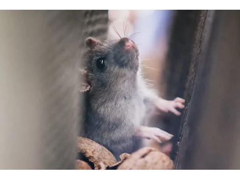 Eliminar Ratos no Ibirapuera
