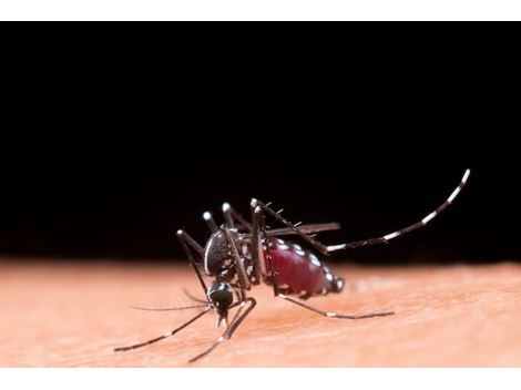 Dedetizadora de Mosquito da Dengue na Vila Hebe