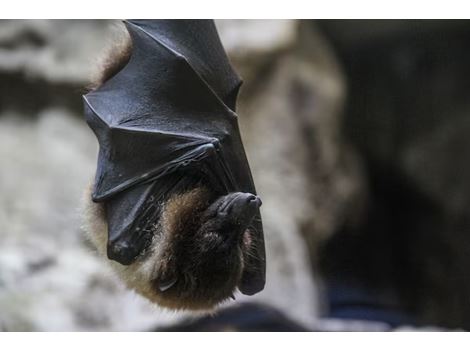 Dedetizadora de Morcegos na Várzea da Barra Funda