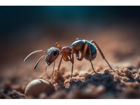Dedetizadora de Formigas no Bairro do Glicério