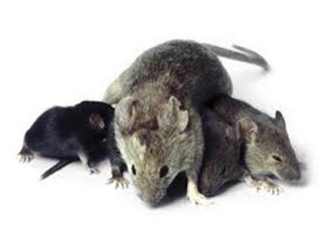 Ratos em Caieiras