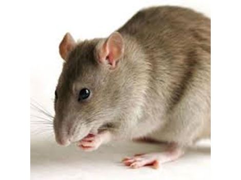 Controle de Rato em Carapicuiba