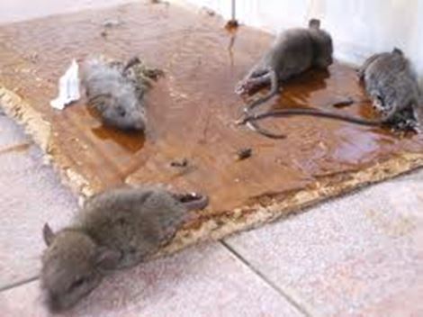 Controladora de Rato em Cubatão