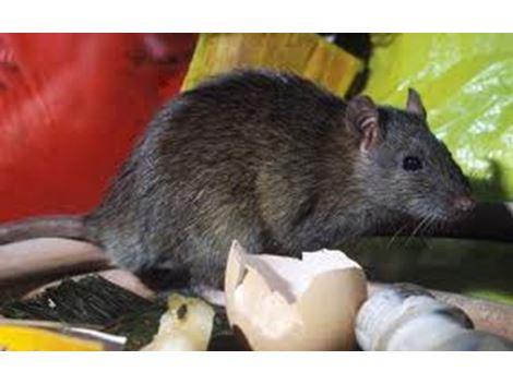 Controladora de Ratos em Cubatão
