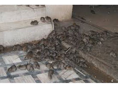 Ratos e Roedores em Jundiaí