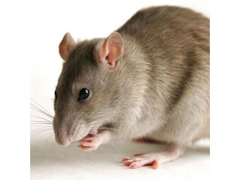 Ratos em Jundiaí