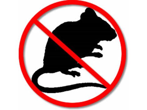 Controle de Ratos em Mairinque