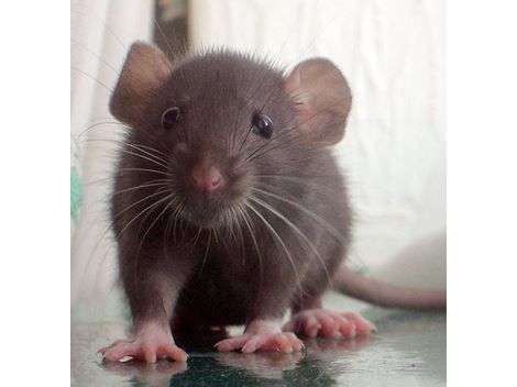 Controle de Rato em Mairiporã