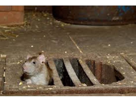 Ratos em São Lourenço